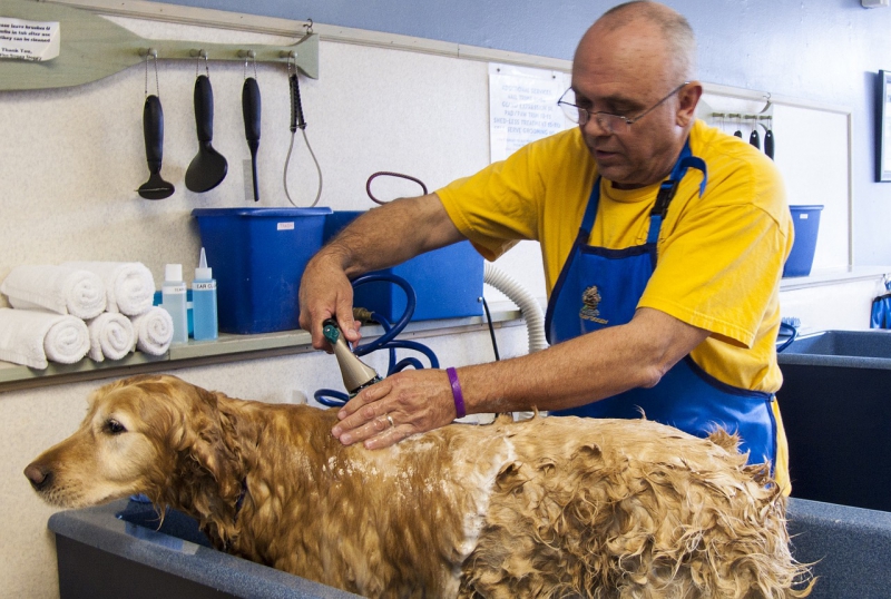 toiletteur-ST JULIEN-min_dog-bath-682169_1280